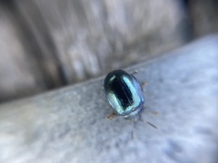 Plagiodera