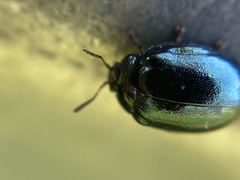 Plagiodera