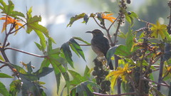 Toxostoma curvirostre