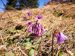 Soldanella