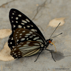 Hestina persimilis