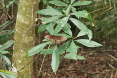 Papilio castor formosanus