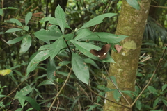 Papilio castor formosanus