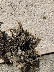 Fucus virsoides