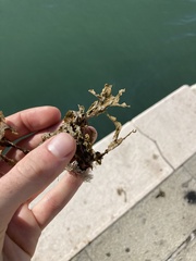Fucus virsoides