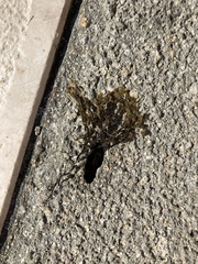 Fucus virsoides