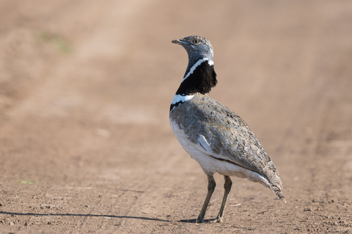 Little Bustard
