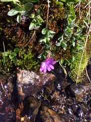 Primula integrifolia