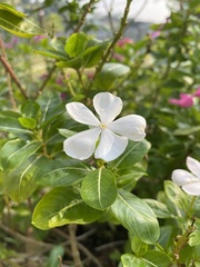 Catharanthus roseus