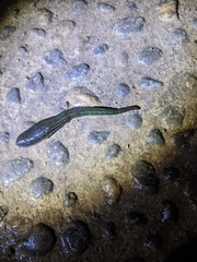 Whitmania pigra