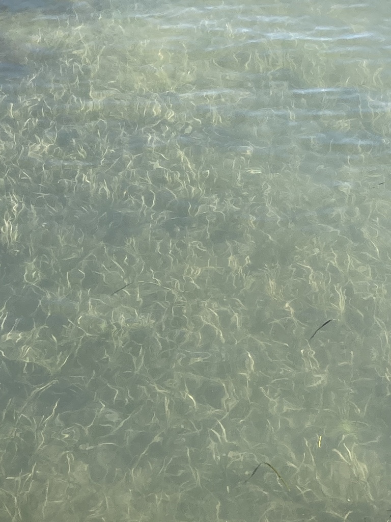 Photo of Little Neptune grass (Cymodocea nodosa)