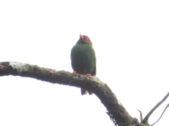 Chlorornis riefferii