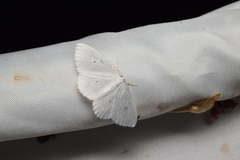 Ditrigona virgo