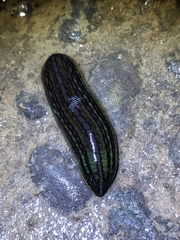 Whitmania pigra