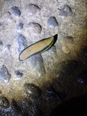Whitmania pigra