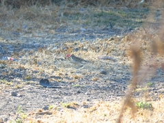 Chondestes grammacus