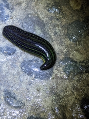Whitmania pigra