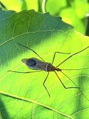 Zelus grassans