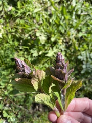 Ajuga pyramidalis