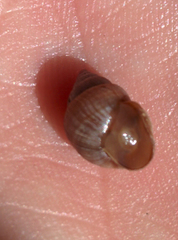 Naesiotus