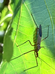 Zelus grassans