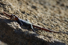 Platysaurus intermedius