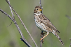 Emberiza calandra