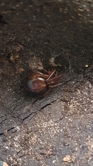 Steatoda nobilis