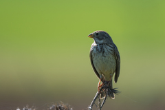 Emberiza calandra