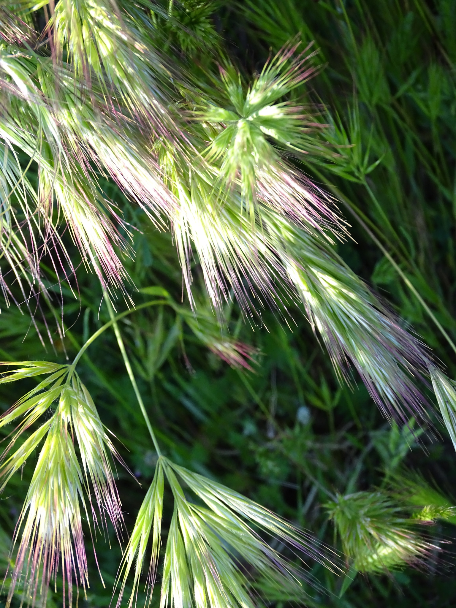Bromus madritensis