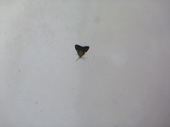Phaeochlaena lampra