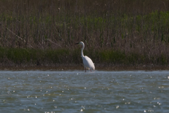 Ardea alba