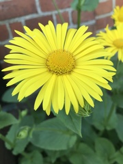 Doronicum plantagineum