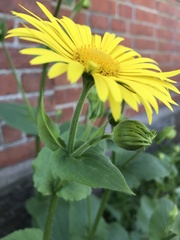 Doronicum plantagineum