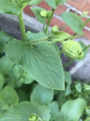 Doronicum plantagineum