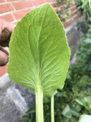 Doronicum plantagineum