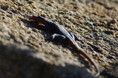 Platysaurus intermedius