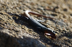 Platysaurus intermedius