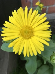 Doronicum plantagineum