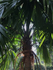Livistona chinensis