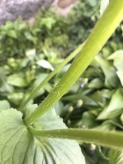 Doronicum plantagineum