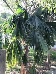 Livistona chinensis
