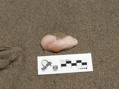 Sanguinolaria