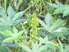 Ricinus communis