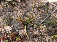 Isoetes durieui