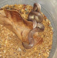 Lycodon anamallensis