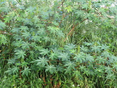 Ricinus communis