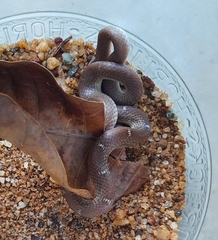 Lycodon anamallensis