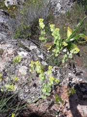 Biscutella auriculata