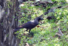 Corvus splendens